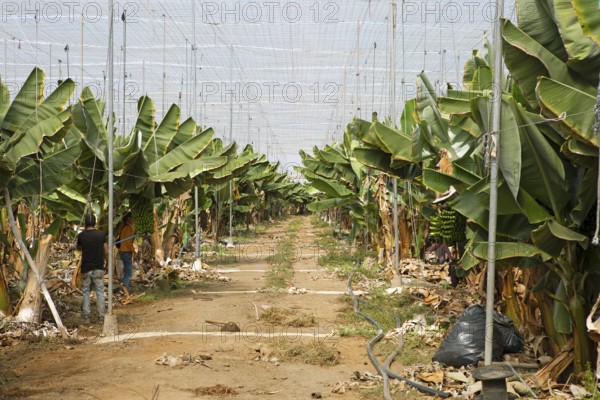 Banana plantation, Gáldar, Las Palmas Province, Gran Canaria, Canary Islands, Spain, Europe