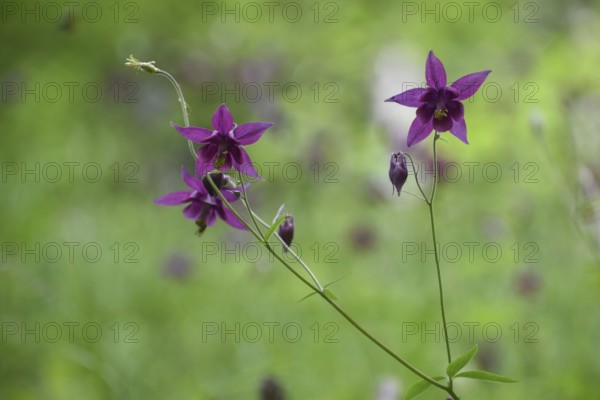 European columbine (Aquilegia vulgaris) in Berchtesgaden National Park, Bavaria, Germany, Europe