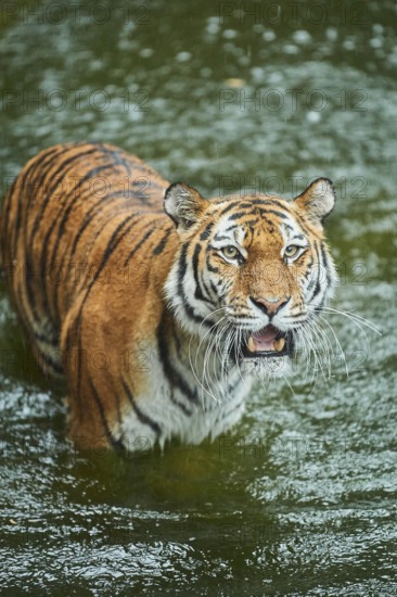 Siberian tiger (Panthera tigris altaica) in the water, rainy, cat, captive, Germany, Europe