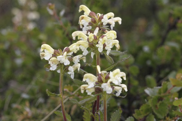 Lapland lousewort (Pedicularis lapponica) flowers in the tundra, Lapland, Norway, Scandinavia, Europe