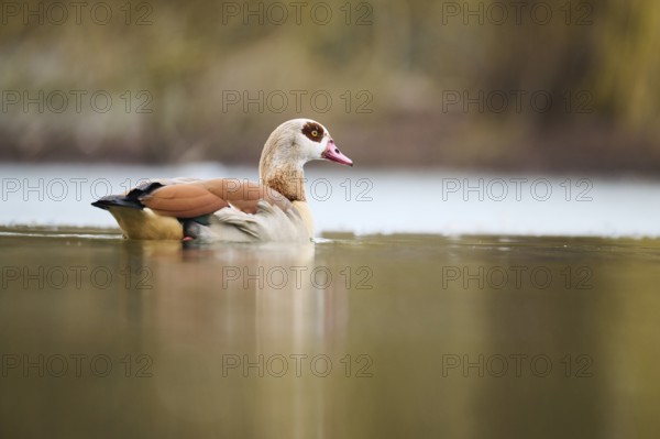 Egyptian goose (Alopochen aegyptiaca) swimming on a lake, Bavaria, Germany Europe