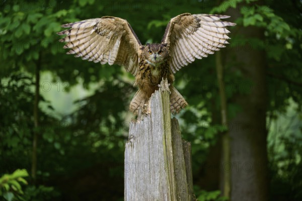 Eurasian eagle-owl (Bubo bubo), flying on tree trunk in forest, Bohemian Forest, Czech Republic, Europe