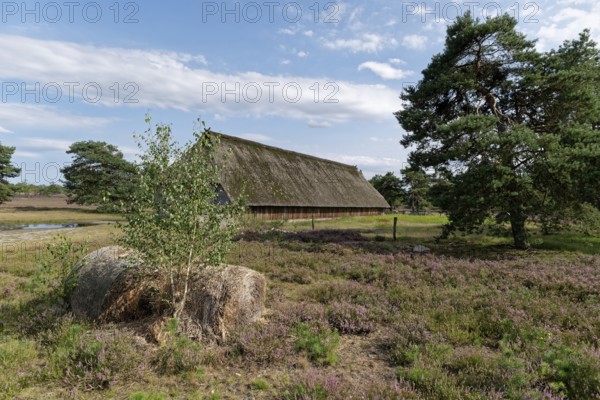 Sheep pen during the heath blossom in the Osterheide in the Lüneburger Heide nature reserve. Schneverdingen, Lower Saxony, Germany, Europe