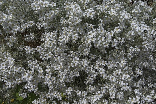 Flowering hornwort (Cerastium tomentosum), Bavaria, Germany, Europe