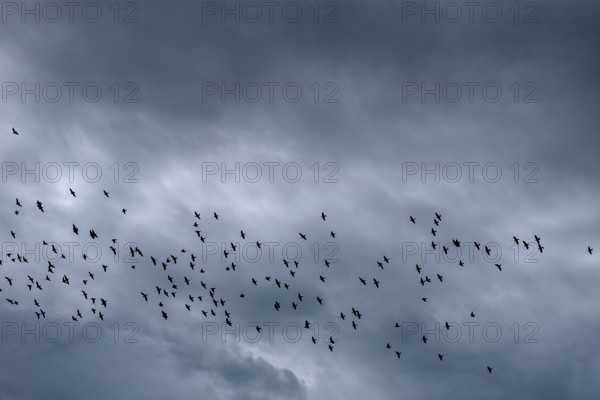 Common starling (Sturnus vulgaris) gather under grey hillem to fly south, Franconia, Bavaria, Germany, Europe