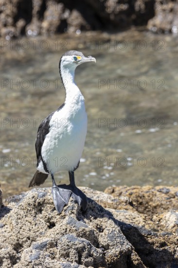 Great cormorant (Phalacrocorax carbo), Boat Cruise, Akaroa, Banks Peninsula, Canterbury, New Zealand, Oceania