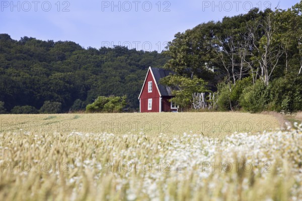 Lonely traditional red wooden cottage along field in summer in rural Skåne, Scania, Sweden, Scandinavia, Europe