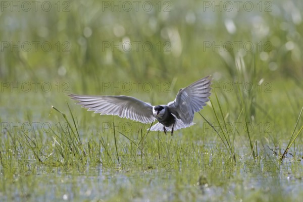 Whiskered tern (Chlidonias hybridus) (Chlidonias hybrida) catching damselfly in marshland, migratory bird breeding on inland lakes, marshes in Europe