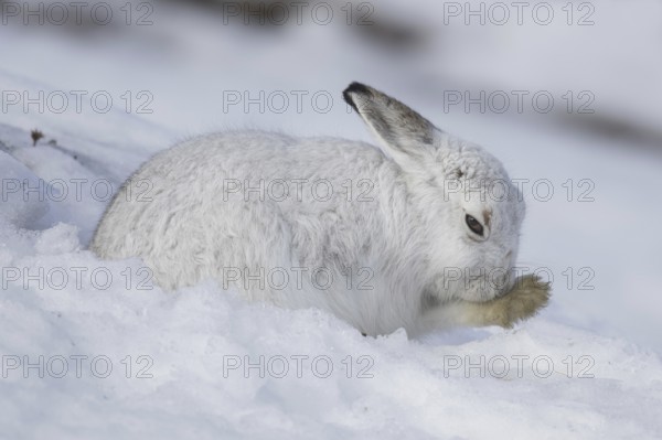 Mountain hare (Lepus timidus), Alpine hare, snow hare in white winter pelage grooming fur of foreleg