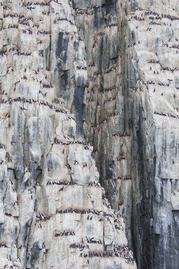 Alkefjellet, sea cliff housing seabird colony of thick-billed murres (Uria lomvia), Brünnich's guillemots at Hinlopenstretet, Svalbard, Norway, Europe