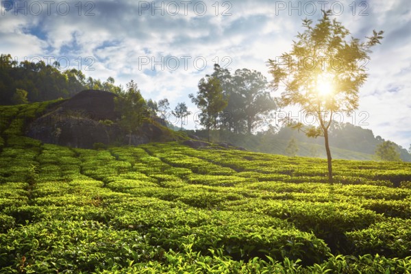 Green tea plantation in the morning. Munnar, Kerala state, South India