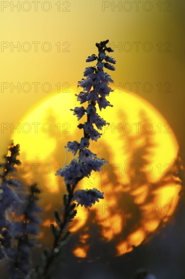 Common heather, Westruper Heide nature reserve, North Rhine-Westphalia, Germany, Europe