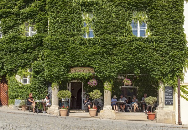 Cafe Dolce Vita with green ivy wall, Mikulov, Czech Republic, Europe