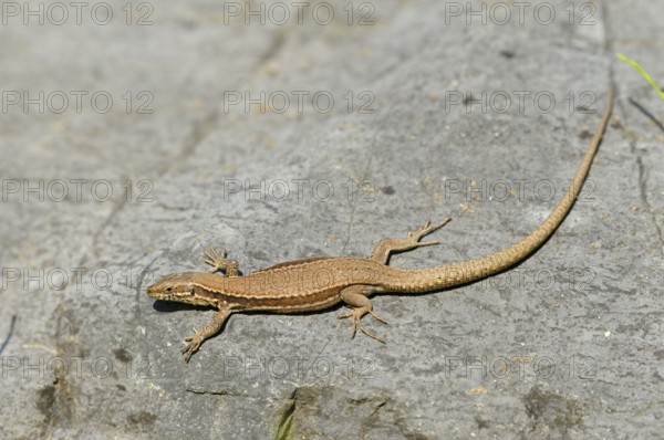 Wall lizard, North Rhine-Westphalia, Germany, Europe