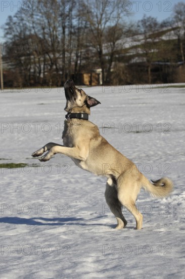 Kangal, Anatolian guard dog jumps after being thrown a snowball, Allgäu, Bavaria, Germany, Europe