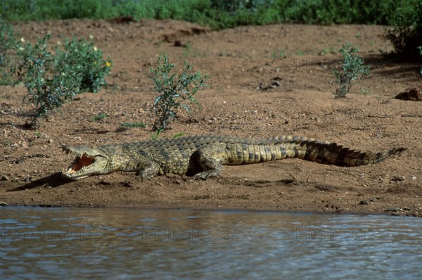 Nilotic crocodile, Kruger National Park, nile crocodile (Crocodylus niloticus)