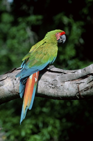 Buffon's Macaw, Great Green Macaw (Ara ambigua)