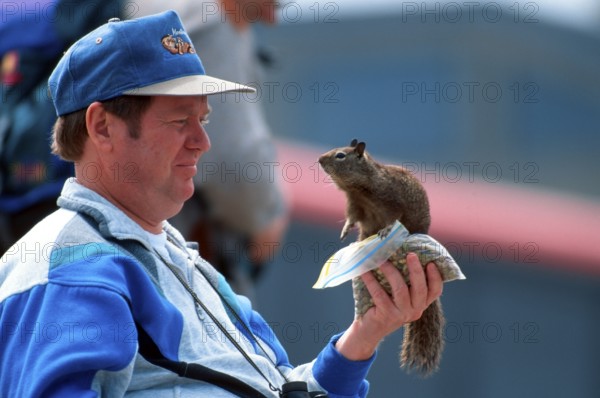 Californian Ground Squirrel (Citellus beecheyi) sitting on man's hand, California, USA, Beechey's Ground Squirrel, North America