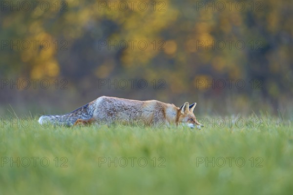 Red Fox (vulpes vulpes), running in meadow at autumn