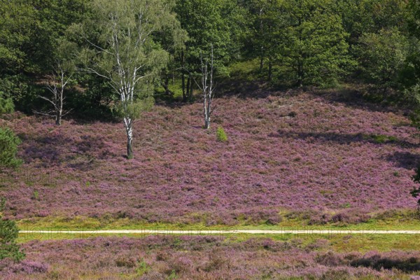 Fischbeker Heide nature reserve, heath blossom, flowering common heather (Calluna vulgaris), Hamburg, Germany, Europe