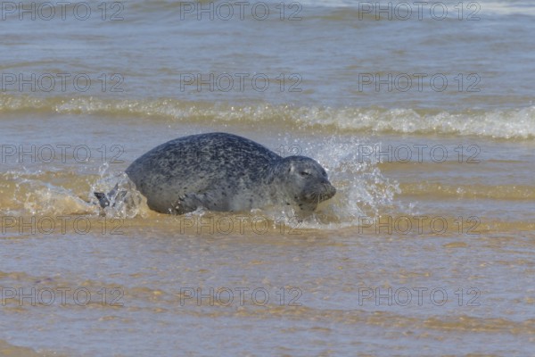 Grey (Halichoerus grypus) seal adult animal in the surf of the sea, Norfolk, England, United Kingdom, Europe