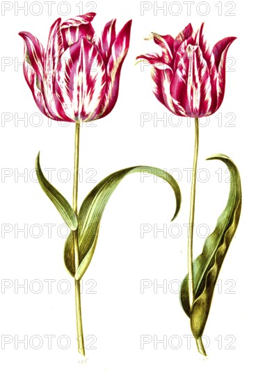 Garden tulip (Tulipa) gesneriana, Historic, digitally enhanced reproduction of an original from the period