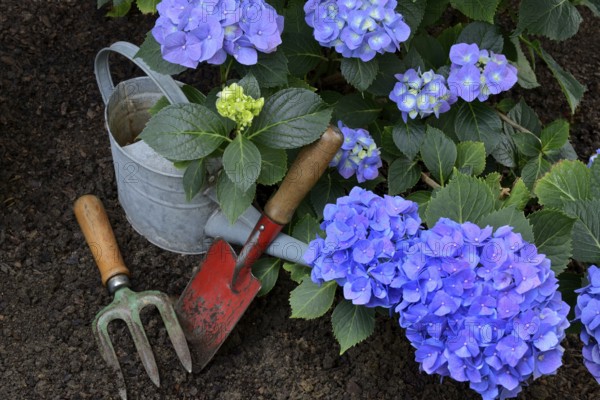 Flowering blue hydrangea (Hydrangea macrophylla) with garden tools