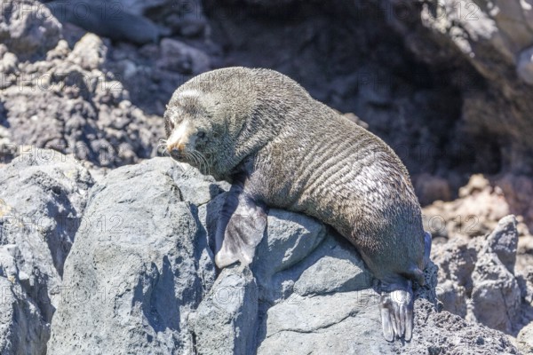 Robben (Pinnipedia), Bootsfahrt, Akaroa, Banks Peninsula, Canterbury, Neuseeland