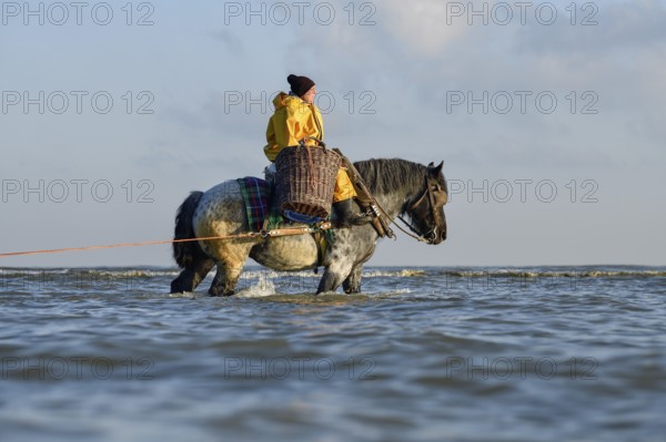 Horse fishermen catching Brown shrimp (Crangon crangon), Koksijde, North Sea coast, province of West Flanders, Belgium, Europe