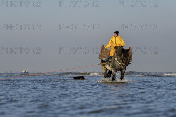 Horse fishermen catching Brown shrimp (Crangon crangon), Koksijde, North Sea coast, province of West Flanders, Belgium, Europe