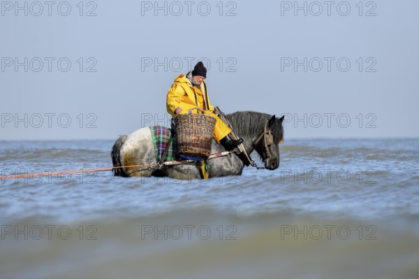 Horse fishermen with his trawl net catching Brown shrimp (Crangon crangon), Koksijde, North Sea coast, province of West Flanders, Belgium, Europe