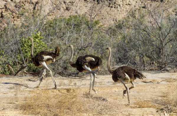 Common ostriches (Struthio camelus), Namib-Naukluft National Park, Namibia, Africa