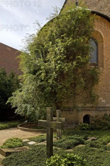 Thousand-year-old rose bush in the cemetery of the Mariendom, landmark of the city of Hildesheim, Lower Saxony, Germany, Europe