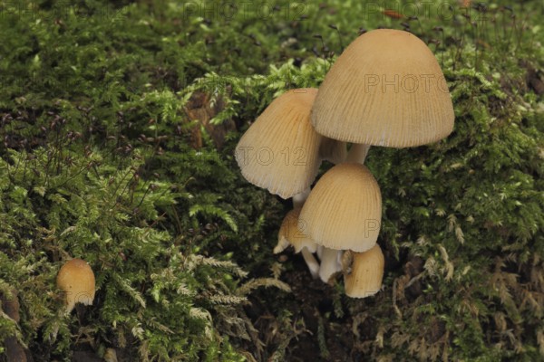 Mica cap (Coprinus micaceus), large, small, group, moss, Eppstein, Taunus, Hesse, Germany, Europe