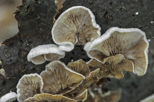 Underside showing gills of Common porecrust, Split gill (Schizophyllum commune) (Agaricus alneus) on branch