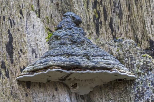 Artist's bracket, artist's conk, bear bread (Ganoderma applanatum) (Ganoderma lipsiense) on tree trunk