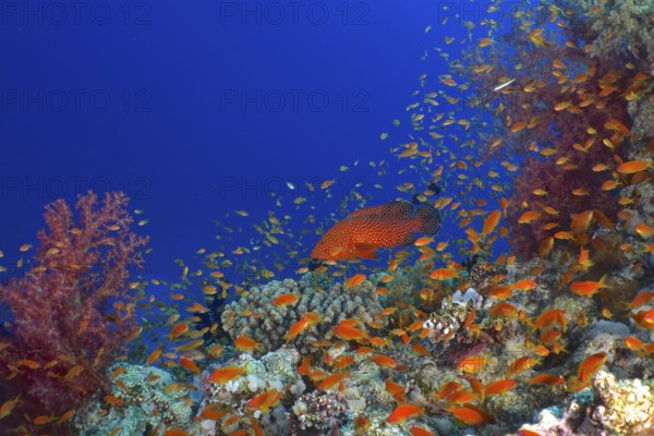 Jewel Grouper (Cephalopholis oligosticta), Hemprich's Tree Coral (Dendronephthya hemprichi) and shoal, group of sea goldie (Pseudanthias squamipinnis), St. Johns reef dive site, Red Sea, Egypt, Africa