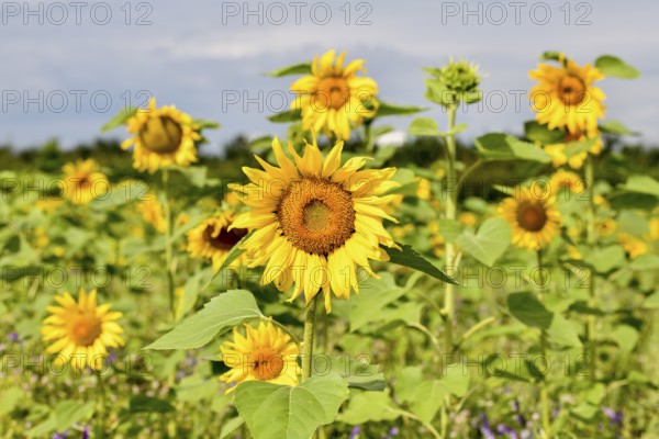 Sunflowers in a field near Bühl, flowers, Rastatt district, Black Forest, Baden-Württemberg, Germany, Europe