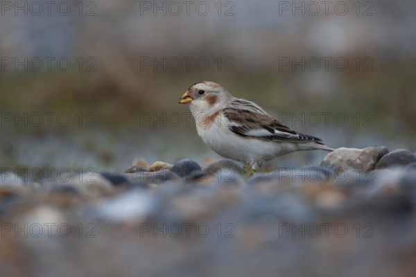 Snow bunting (Plectrophenax nivalis) adult bird on a shingle beach, Norfolk, England, United Kingdom, Europe