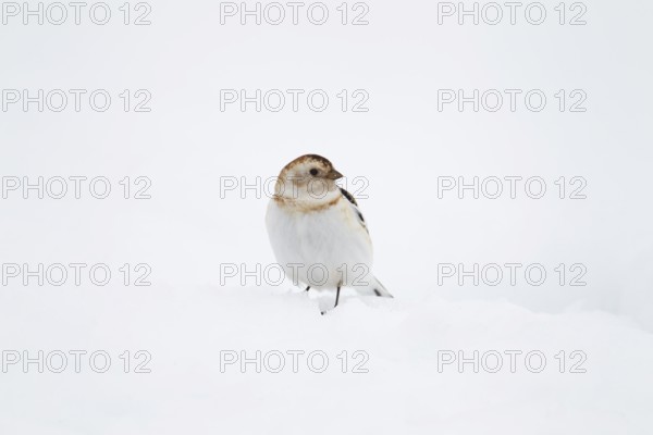 Snow bunting (Plectrophenax nivalis) adult bird on snow, Scotland, United Kingdom, Europe