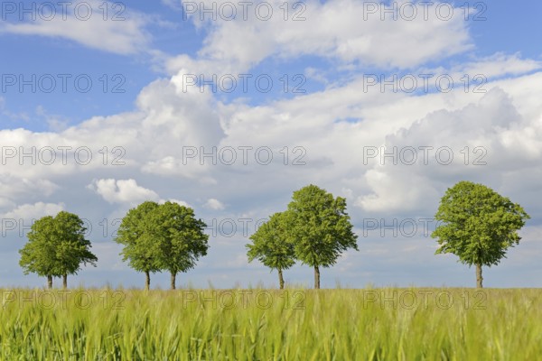 Linden trees (Tilia), row of trees by a green grain field, blue cloudy sky, North Rhine-Westphalia, Germany, Europe