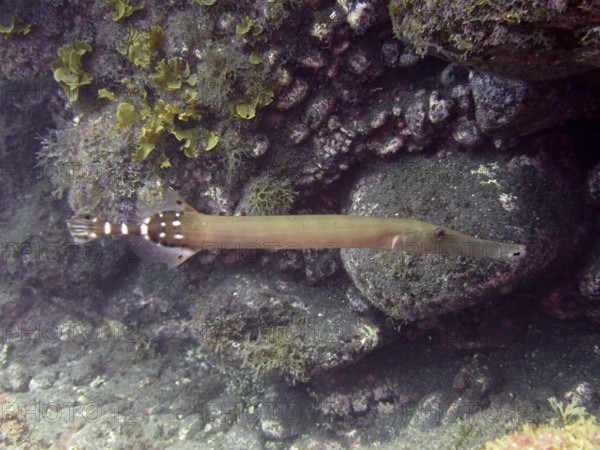 Atlantic cornetfish (Aulostomus strigosus), dive site Malpique, La Palma, Canary Islands, Spain, Atlantic Ocean, Europe