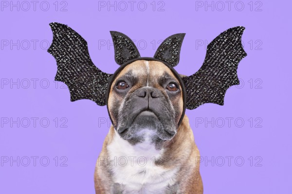 French Bulldog dog wearing Halloween bat headband with wings and ears on purple background