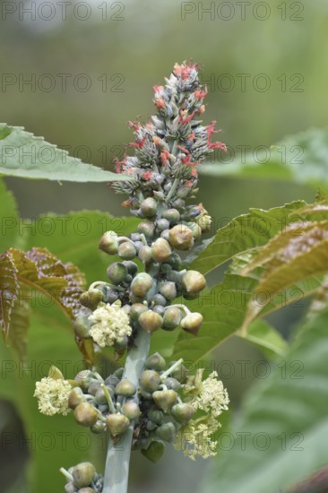 Flowers of the castor oil plant (Ricinus communis), a spurge plant from which castor oil is extracted