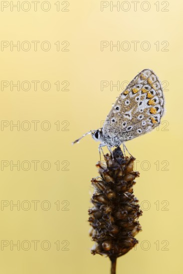 Common blue butterfly (Polyommatus icarus) with dewdrops, North Rhine-Westphalia, Germany, Europe