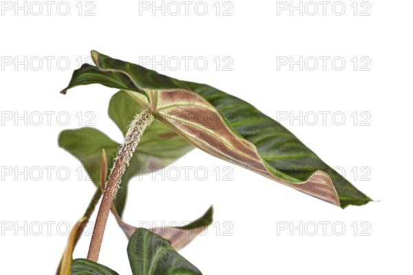 Close up of hairy petiole of tropical 'Philodendron Verrucosum' houseplant on white background