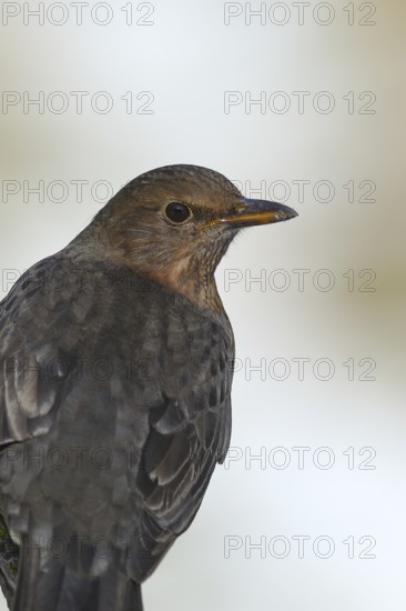 Blackbird (Turdus merula), female, animal portrait, Wilden, North Rhine-Westphalia, Germany, Europe