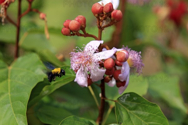 Achiote (Bixa orellana), Bixaceae, Madagascar, Africa