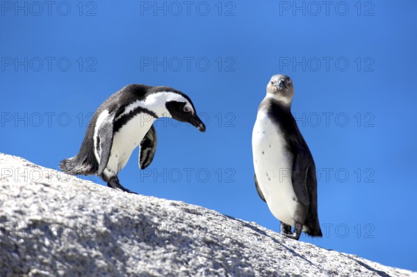 African penguin (Spheniscus demersus) and young bird, Boulder, South Africa, Africa