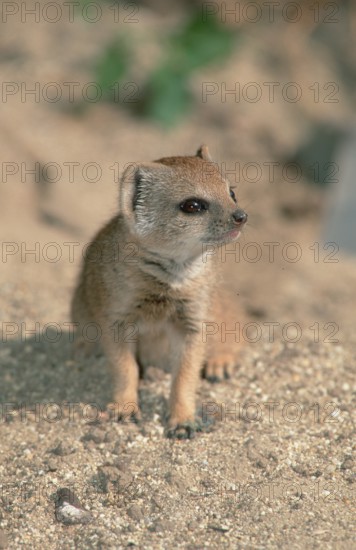 Young Yellow Mongoose (Cynictis penicillata)